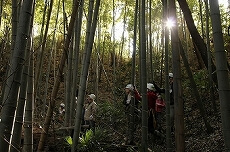 竹林ゾーンの所々には急な斜面も。