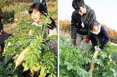 立派な青首大根のほか、漬物用の品種も。