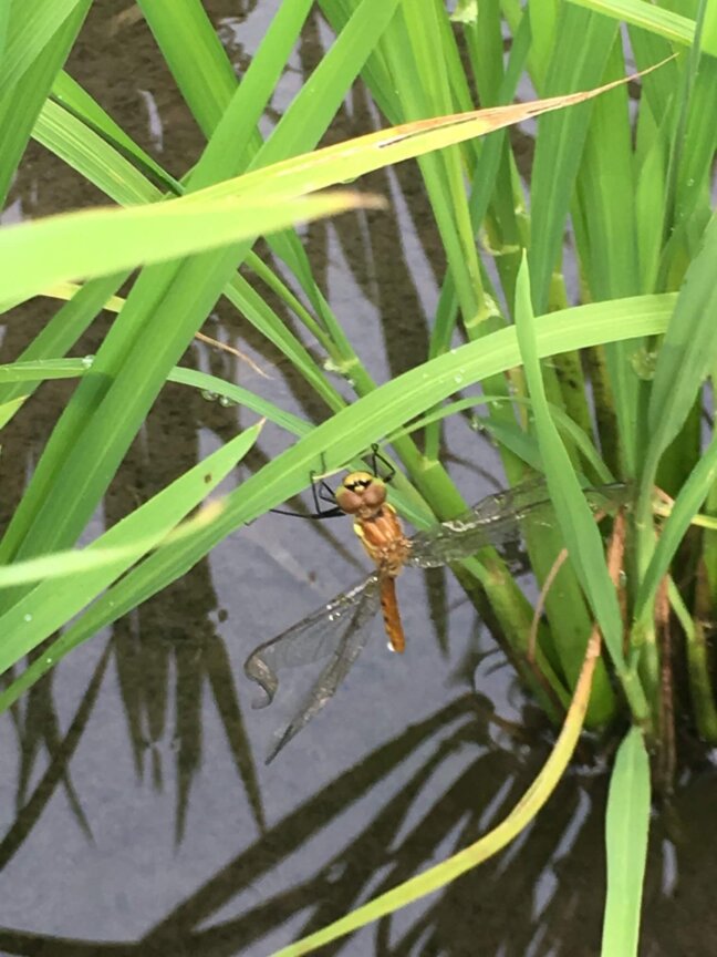▲農薬を削減した田んぼには生き物がたくさん。 とんぼも蛍も飛んできます♪