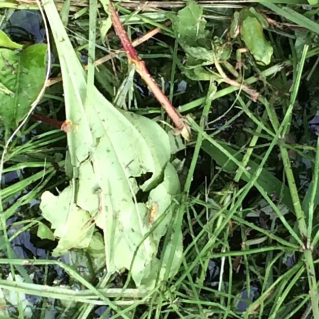 ▲農薬を削減した田んぼには生き物がたくさん。 とんぼも蛍も飛んできます♪