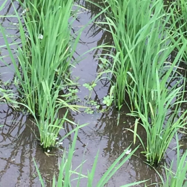 ▲農薬削減＆栄養たっぷりの田んぼは、 他の草にも嬉しい田んぼ。 その雑草取りをしてきました!!