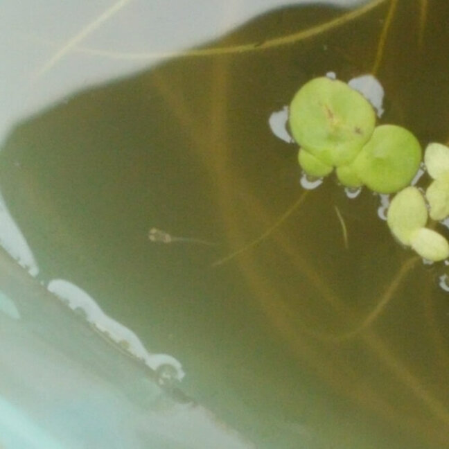 ▲7/３　１匹のメダカの赤ちゃんを発見!! 新潟からの長旅を終え、無事に東京で生まれました!!