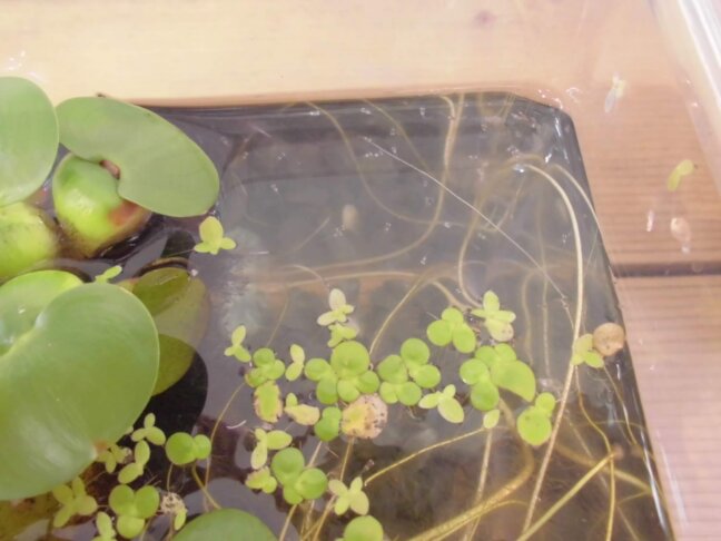 ▲7/３　１匹のメダカの赤ちゃんを発見!! 新潟からの長旅を終え、無事に東京で生まれました!!