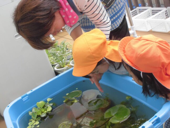 ▲ほら、ここ!!元気に泳いでいったね♪