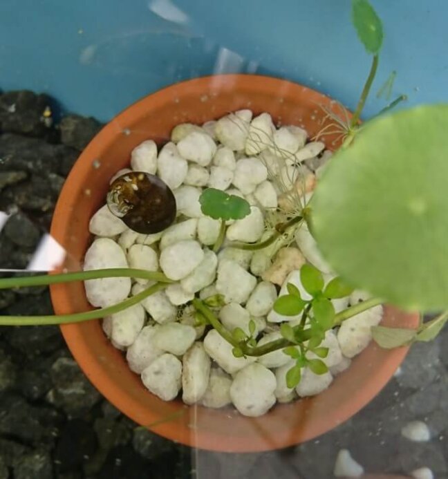 ▲ほら、ここ!!元気に泳いでいったね♪