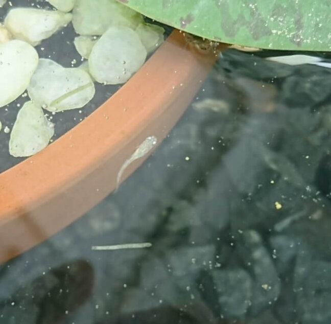 ▲7/25 エビも仲間入り。ビオトープ内のコケなどを 食べてくれるお掃除担当♪