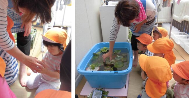 ▲まずは先生がお手本。カップの中にメダカの赤ちゃんいたかな？驚かさないように、そぉ～っと放してあげようね。