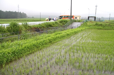 用水路の両脇に広がる田んぼでは、水が適切に管理され、稲の苗がすくすくと成長していました。今年は非常に雨が少なく、前日までの日照りでダムの取水制限も始まっていましたが、見学に訪れたこの日は久々の雨で、田んぼにとっても小水力発電にとっても、恵みの雨となりました。