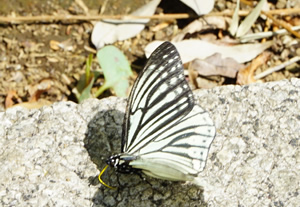 くすのきに育つアオスジアゲハの幼虫