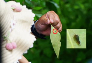 くすのきに育つアオスジアゲハの幼虫