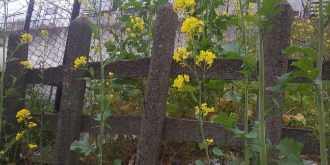 豊島区西巣鴨駐車場付近