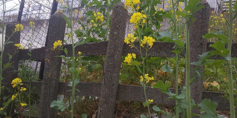 豊島区西巣鴨駐車場付近