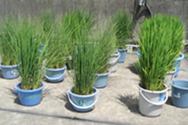 パルシステム東京「お米の出前授業」に関するよくあるご質問