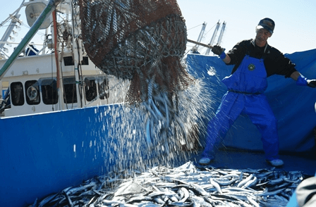 サンマの水揚げを見学。小名浜漁協では、漁獲したすべての魚種をモニタリング検査する等、放射能対策に取り組んでいます