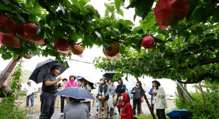 雨の中、梨の圃場で説明する生産者の阿部進さん
