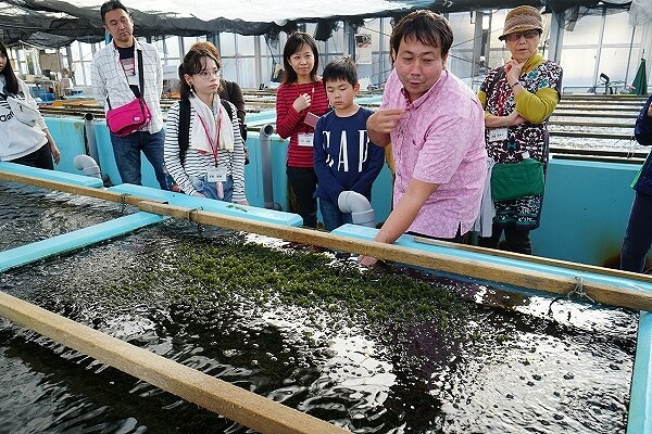 もずくや海ぶどうの水槽を見学