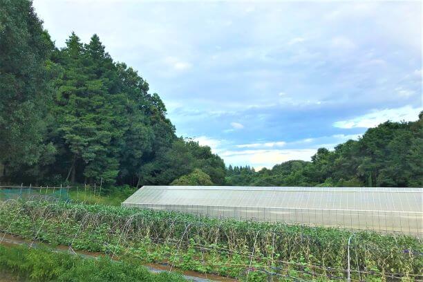 都内とは思えない自然あふれる森農園を望む