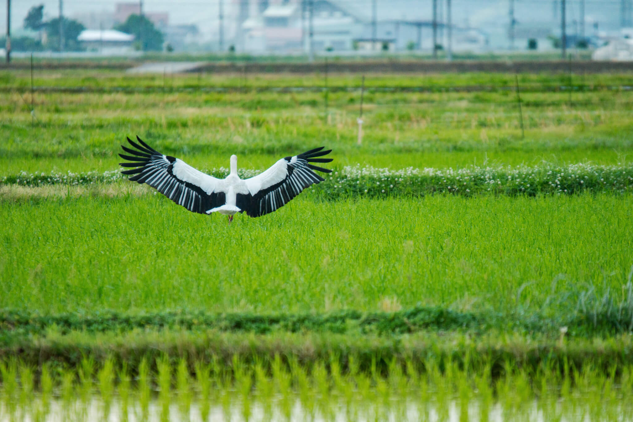 おうちで産地交流～コウノトリ育むお米～を開催しました