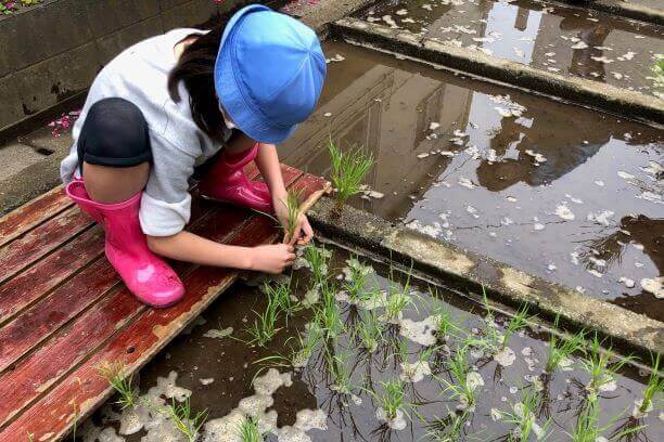 水をはる前に土を平らにしておきましょう