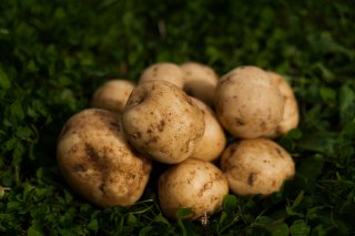 2 いなぎめぐみの里山 ジャガイモ掘りをしましょう 生活協同組合 パルシステム東京