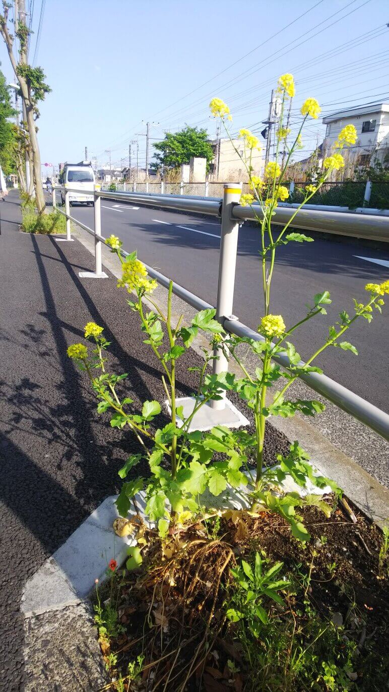 武蔵野市吉祥寺北町