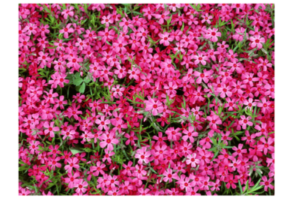 ふくしまの今を知る学習会~福島の取り組みから食の安全・安心を学ぶ~