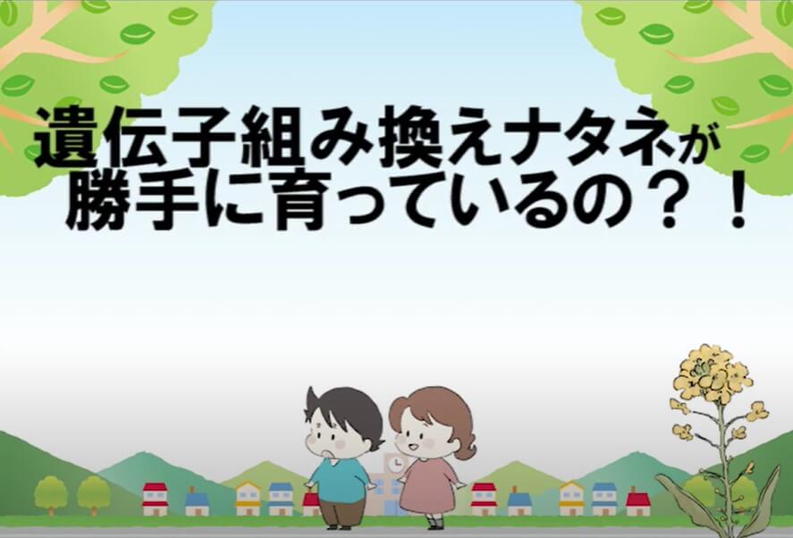 「遺伝子組み換えの菜種」が密かに育っている？！　～遺伝子組み換えナタネ自生調査報告（2022年）～