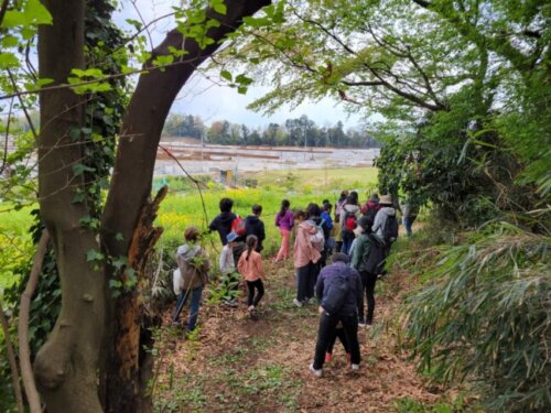 やさしい黄色の菜の花畑