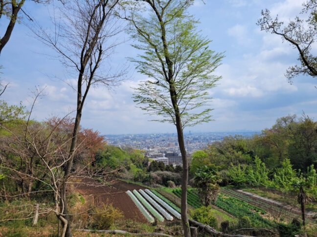 やさしい黄色の菜の花畑