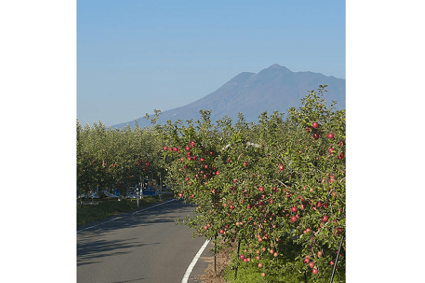 つがるロマンの郷で稲刈り＆りんご収穫体験！！