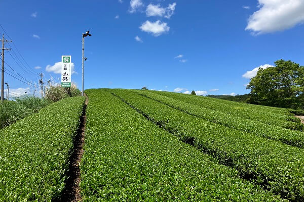 おうちde作り手と会おう！ 『茶舗・山英の緑茶』　～日本茶インストラクターと巡るお茶の世界～