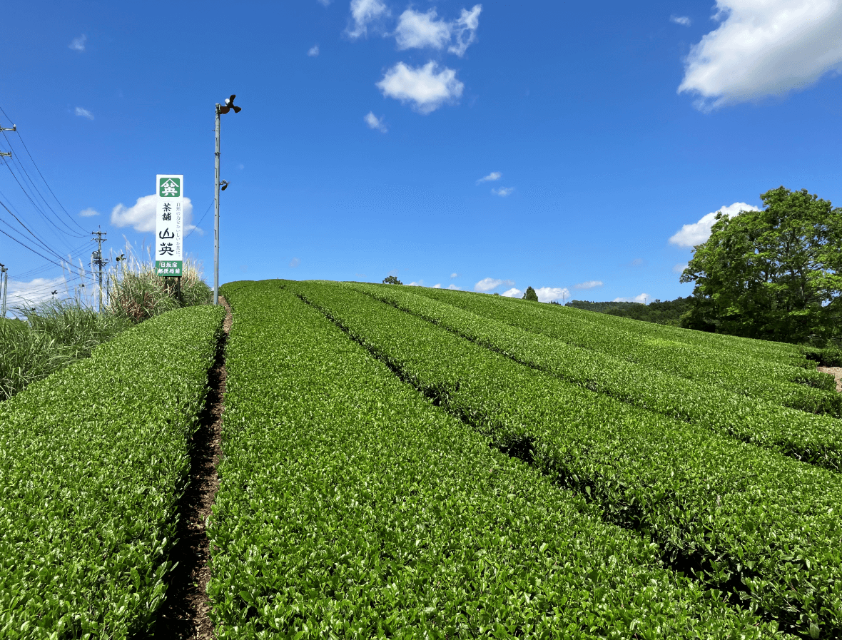 おうちde作り手と会おう！ 『茶舗・山英の緑茶』　～日本茶インストラクターと巡るお茶の世界～