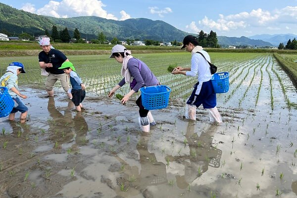 みんな大好き！エコ・秋田あきたこまちの田植え＆りんご園で山菜摘み体験！