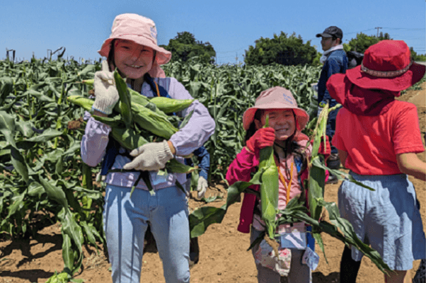 千葉県旭市でトウモロコシの種植え＆収穫体験！！