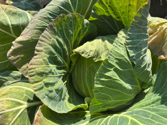 高糖度キャベツ