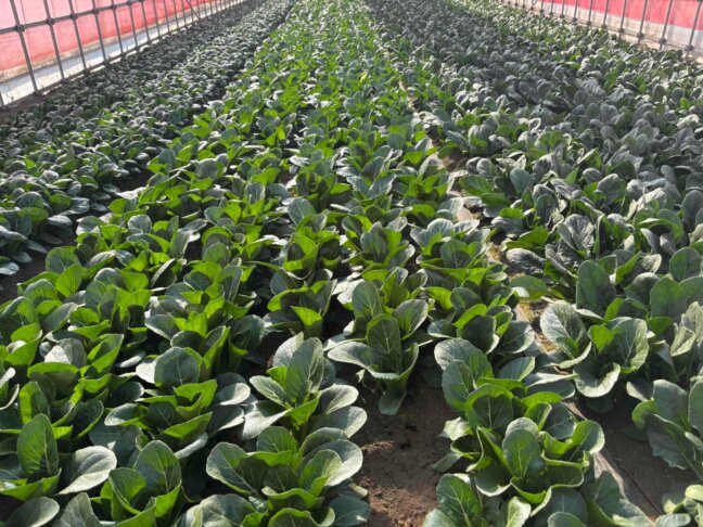 ハウス栽培の小松菜
