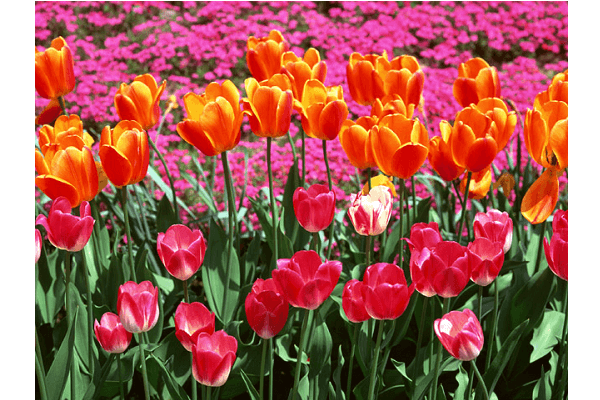 早春のフラワーアレンジ講習会