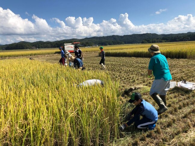 稲を刈る様子