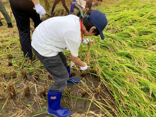 稲を刈る様子