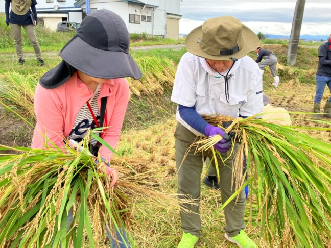 稲を束ねる様子