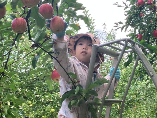 りんご収穫