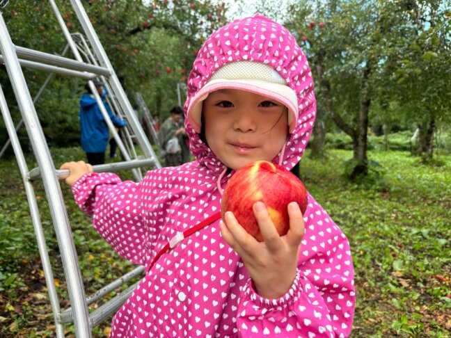 もぎたてりんごの試食