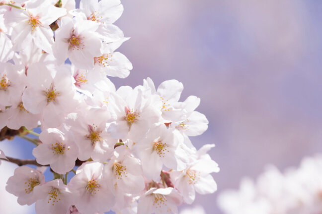 「おうちdeカフェ」4月9日開催～自宅にいながら、おしゃべりでリフレッシュ！～