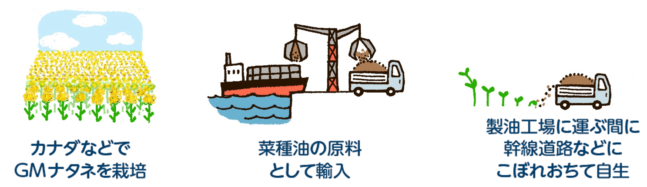 ナタネ自生までの流れ