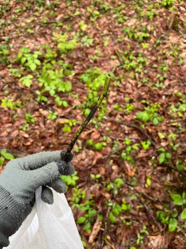 クロモジも発見！