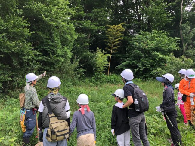 侵出しはじめた孟宗竹