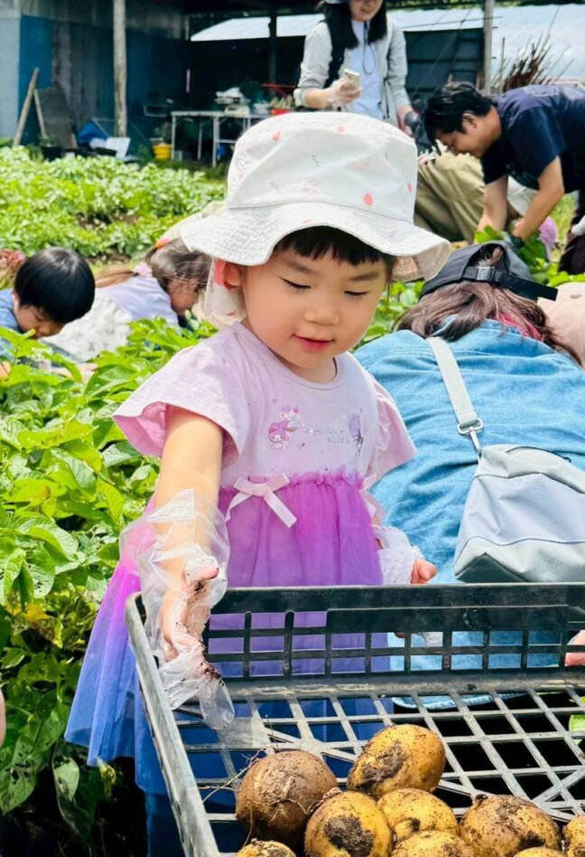 新じゃが収穫体験