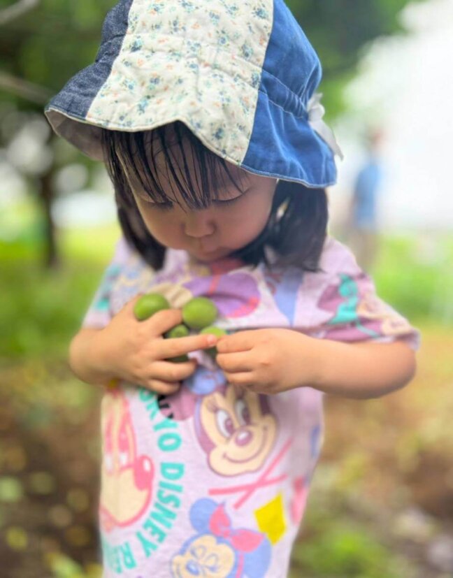 オリジナルの大粒青梅を収穫しよう