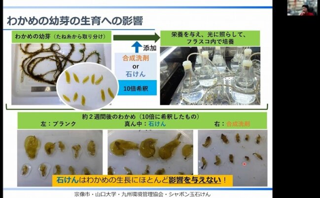 わかめの幼芽の生育への影響