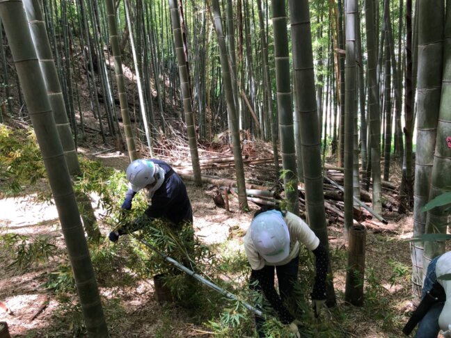 いなぎめぐみの里山で森林保全活動 竹の間伐(入門編)